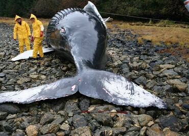 La NASA investiga si las tormentas solares hace varar a los cetáceos