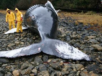 La NASA investiga si las tormentas solares hace varar a los cetáceos