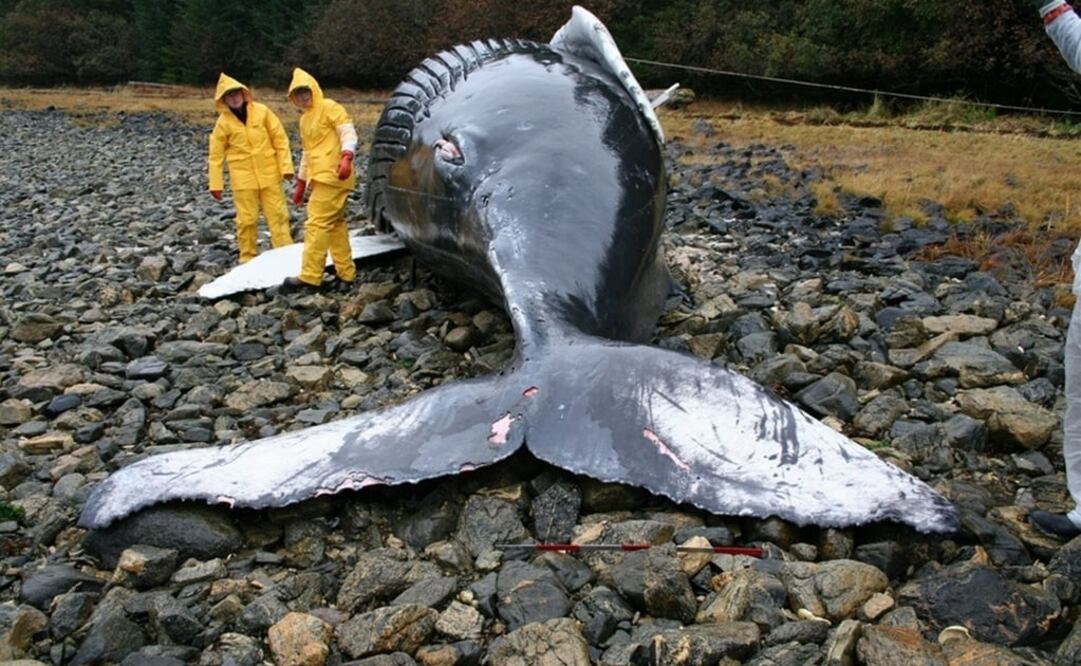 (FOTO: Archivo/EL UNIVERSAL)