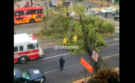 Llueve en 9 delegaciones y reportan caída de 8 árboles