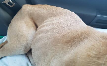 Video. Denuncian presunto descuido de rescatista de perros