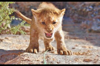 "El rey león" devora a Tarantino en taquilla