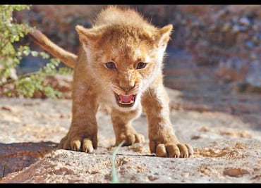 "El rey león" devora a Tarantino en taquilla