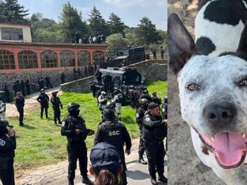 Liberan a entrenador de perros arrestado durante balacera en Topilejo; busca a lomitos desaparecidos durante enfrentamiento