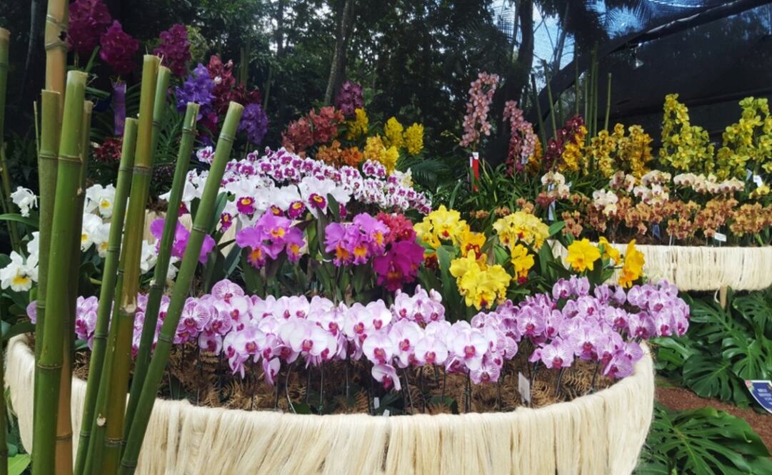 En Colombia existen 15 mil variedades de orquídeas, entre nativas, híbridas y provenientes de otras naciones.