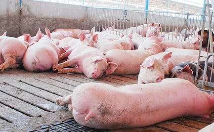 Refuerzan medidas sanitarias en frontera de Guatemala y Belice por brote de peste porcina africana