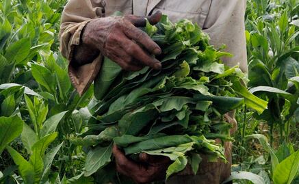 El tabaco podría ser la solución contra malaria 