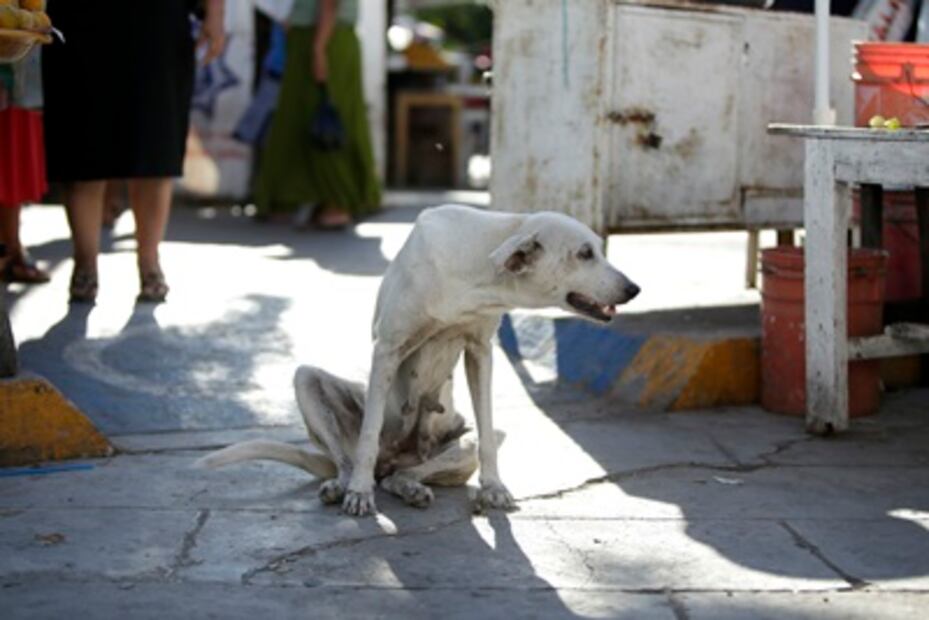 Los perros y los gatos olvidados que dejó el temblor