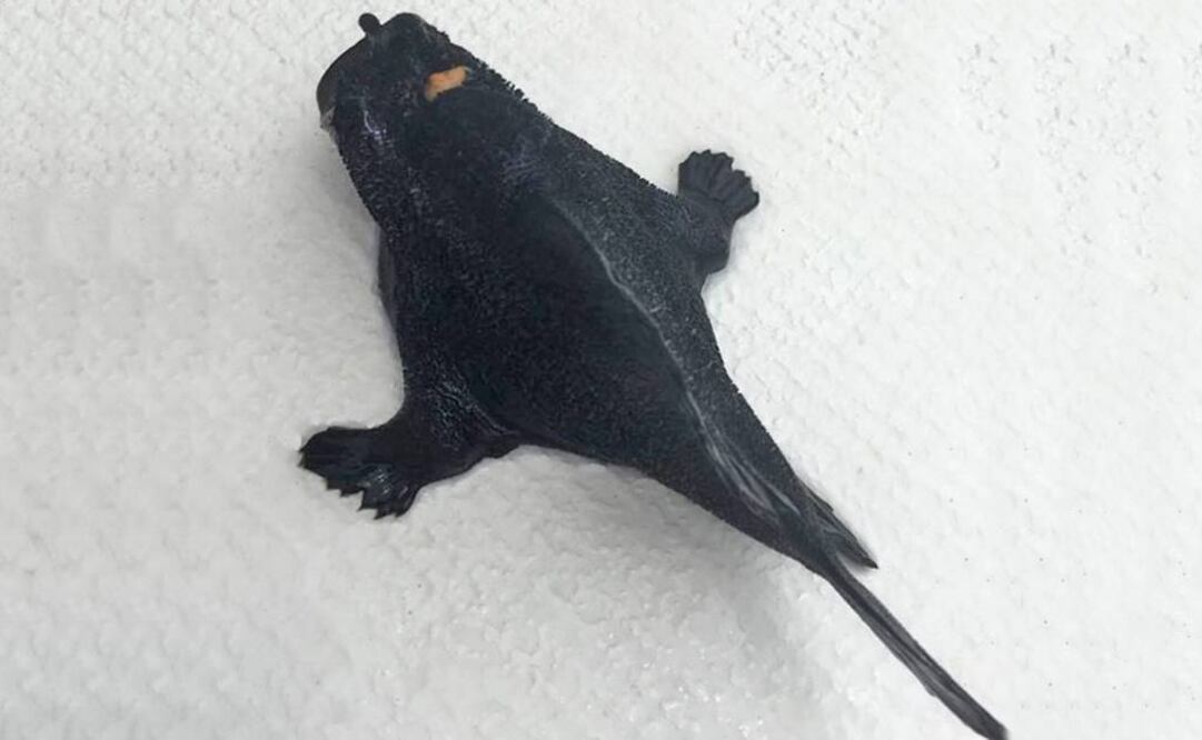 Frogfish tiene el récord de mordida más rápida que cualquier vertebrado. Foto:  Facebook Museum of New Zealand Te Papa Tongarewa