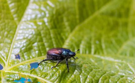 La planta que ahuyenta a cualquier tipo de insecto y protege de picaduras