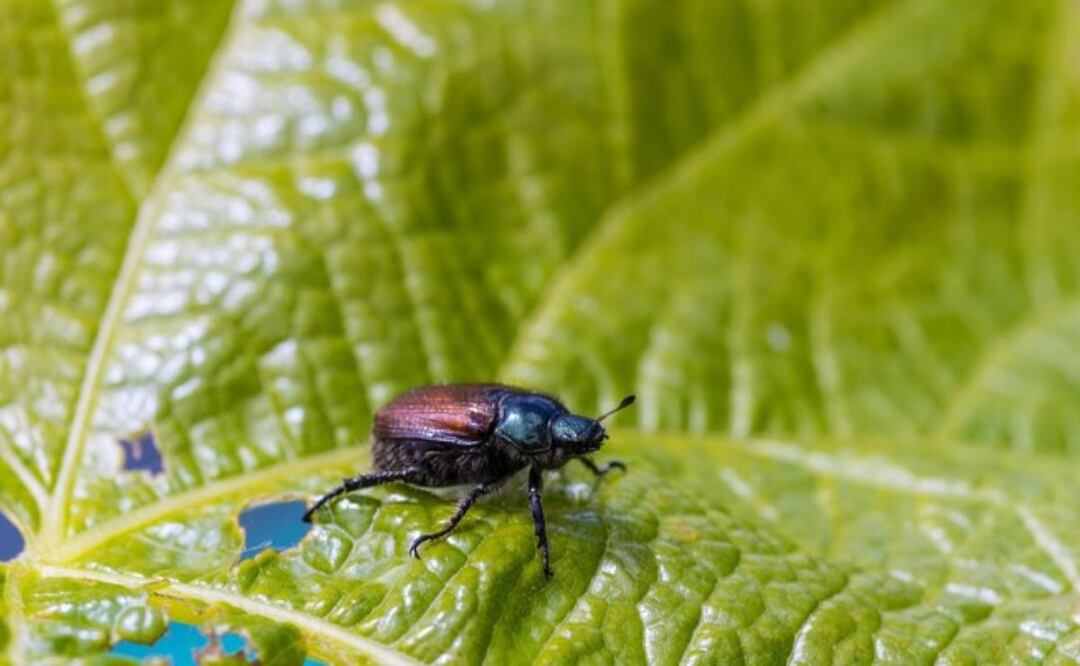 Una planta como repelente. Fuente: Freepik