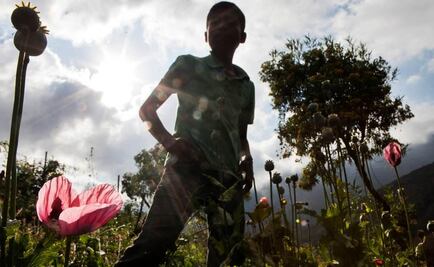In Guerrero, children help their parents grow poppies