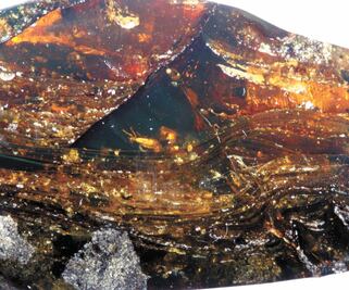 Descubren crustáceos de estero en ámbar de Chiapas