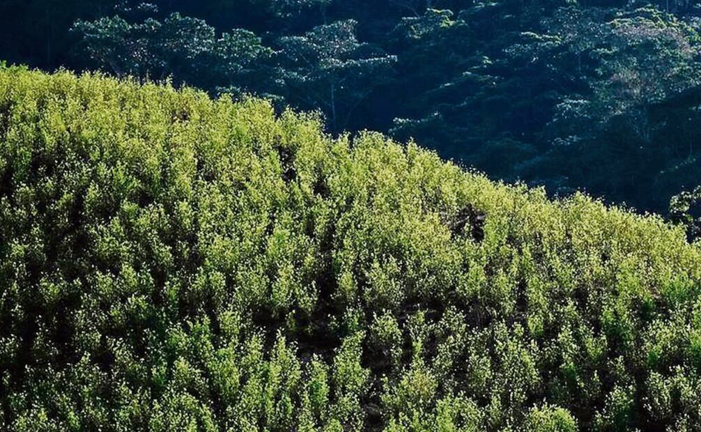 Cultivos de coca en el municipio de Teorama, región del Catatumbo, departamento de Norte de Santander, Colombia, el 23 de enero pasado. Foto: Raúl Arboleda /AFP