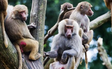 Los babuinos tienen similitudes con el lenguaje humano