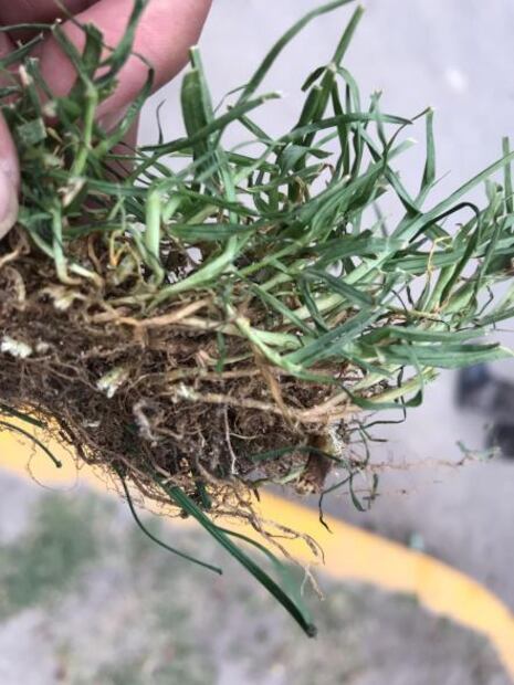 Seguirá el pasto híbirdo en el Estadio Azteca