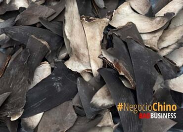 "Tiburón que se duerme, se lo llevan a Shangai"; embajada de EU celebra acciones de México contra el tráfico de aletas