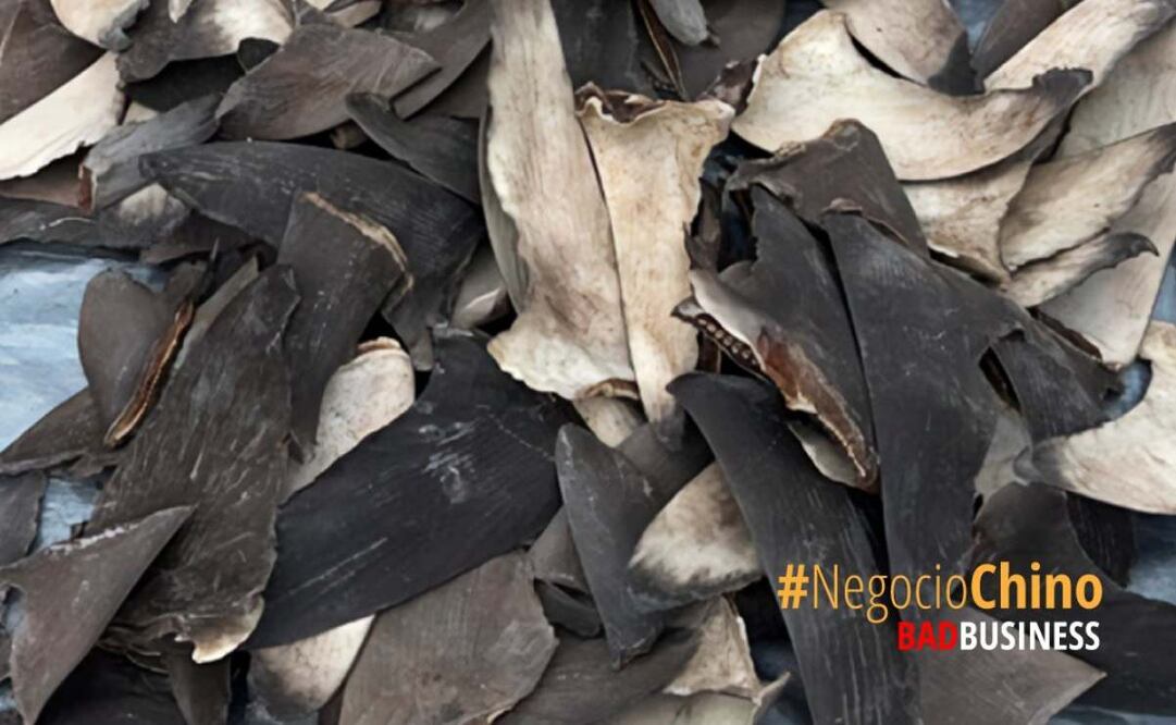 "Tiburón que se duerme, se lo llevan a Shangai"; embajada de EU celebra acciones de México contra el tráfico de aletas de especies protegidas. Foto: Embajada de EU