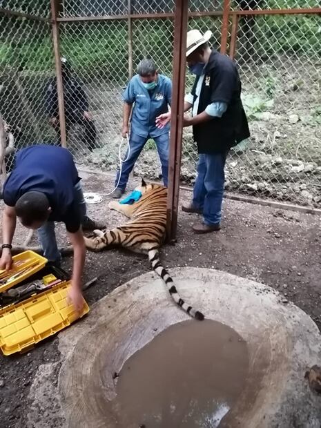 Aseguran en presunta casa de narcos armas, drogas... y hasta un tigre de Bengala