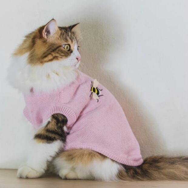 Tips para cuidar a tu gato en época de frío