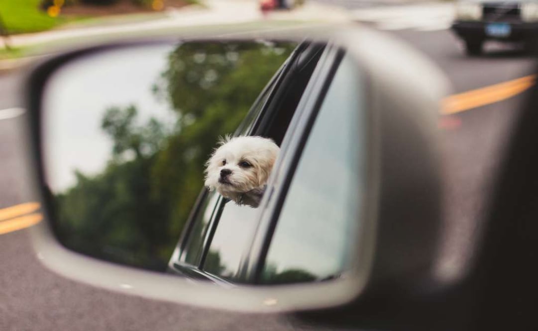 En Italia, estás obligado a ponerle el cinturón de seguridad a tus mascotas. (Foto: Patrick)