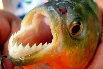 Aparecieron pirañas en las calles de Porto Alegre por las inundaciones