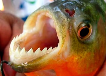 Aparecieron pirañas en las calles de Porto Alegre por las inundaciones