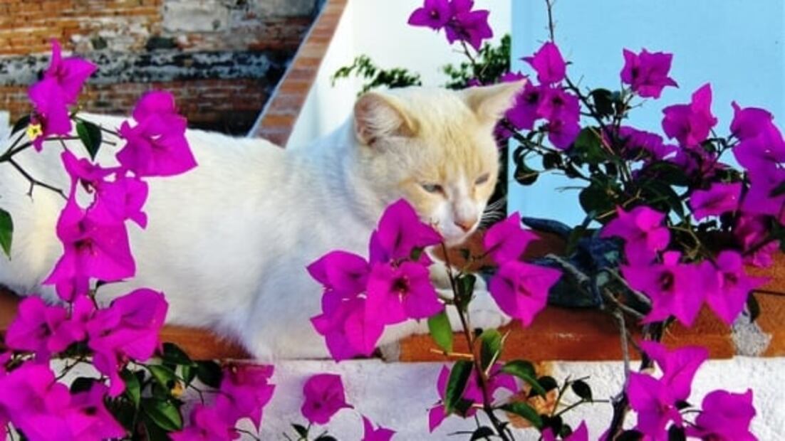 Plantas fáciles de cuidar y resistentes al sol