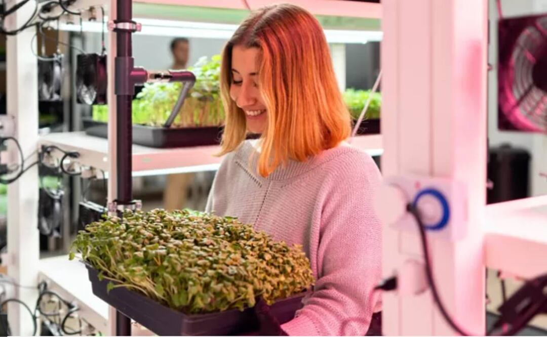 La producción de alimentos genera enormes cantidades de gases de efecto invernadero, por lo que investigadores buscan mejorar la agricultura para hacerla más sustentable. Foto: BBC