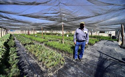 Inicia registro de beneficiarios de Sembrando Vida en Belice: SRE