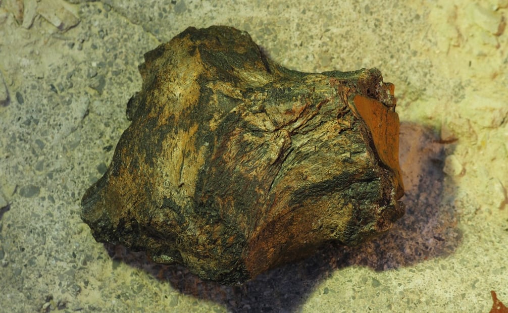 El fósil fue descubierto en el estado de Coahuila, en rocas pertenecientes a la Formación Cerro del Pueblo. Foto: Especial