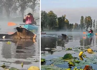 ¿Vaquitas marinas? Sorprende aparición de vacas nadando en canales de Xochimilco y video se viraliza