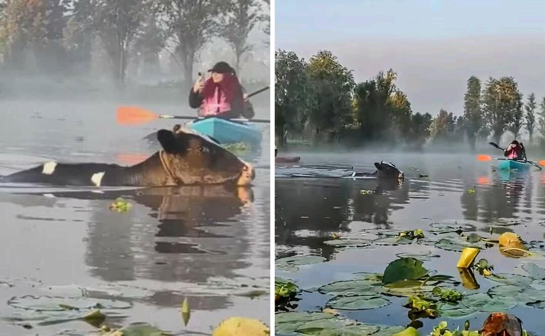 Vaquita nadando en los canales de Xochimilco.
Foto: Captura de pantalla