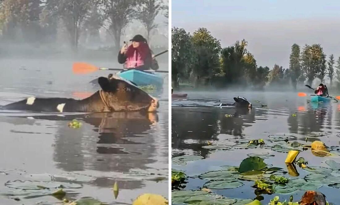 Vaquita nadando en los canales de Xochimilco.
Foto: Captura de pantalla