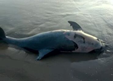 Profepa atiende hallazgo de delfín muerto en Madero, Tamaulipas