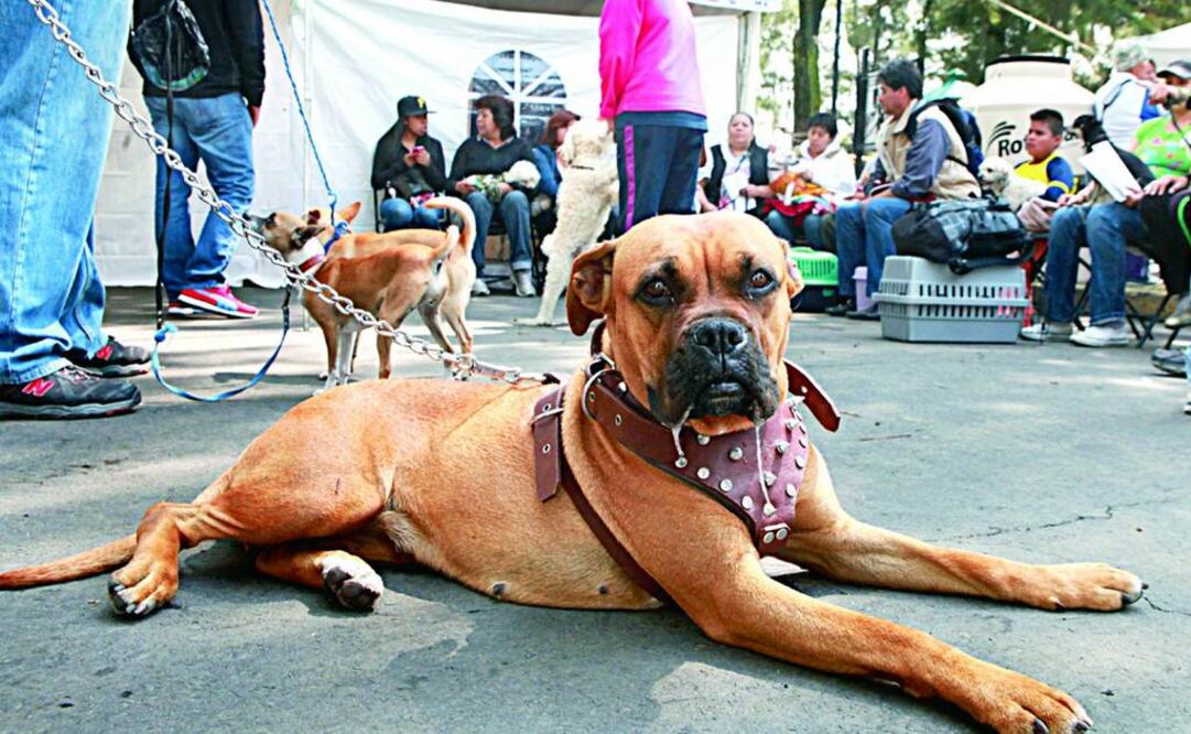 Decenas de personas se dieron cita para esterilizar a sus mascotas en Iztapalapa. FOTO: Especial