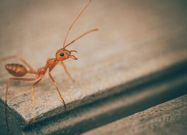 ¿Cómo alejar a las hormigas de tu cocina? Conoce el método eficaz
