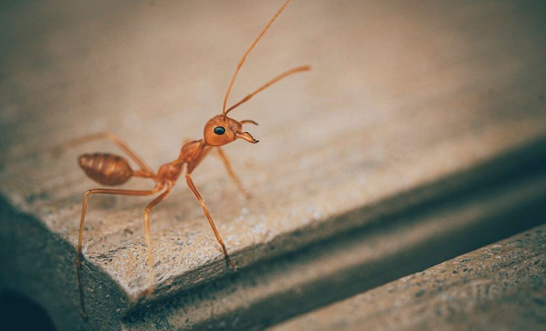Conoce las técnicas efectivas para alejar a las hormigas de tu cocina sin usar químicos fuertes. Fuente: Pixabay