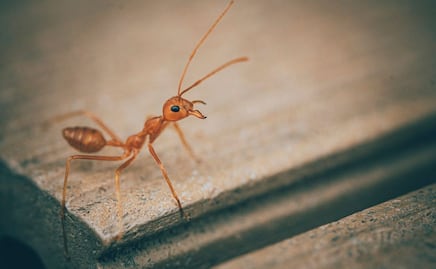 Este es el efectivo truco con bicarbonato de sodio para eliminar las hormigas de tu hogar
