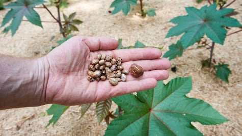 ¿Qué es la ricina, la sustancia letal encontrada en una carta dirigida a Trump?