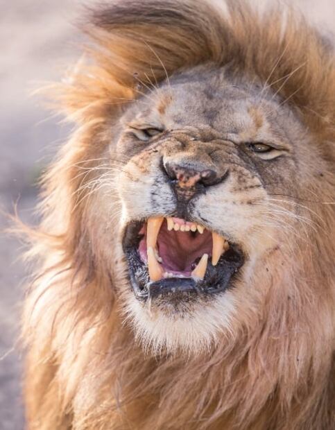 ¿Los leones están en peligro de extinción?