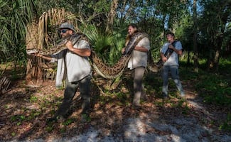 Cientos de cazadores inician captura de pitones en Florida; buscan frenar expansión de la especie invasora