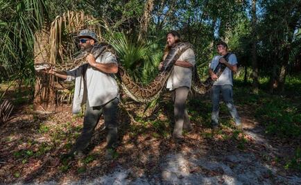 Biólogos capturan pitón de Birmania más pesado que se tenga hasta ahora en Florida
