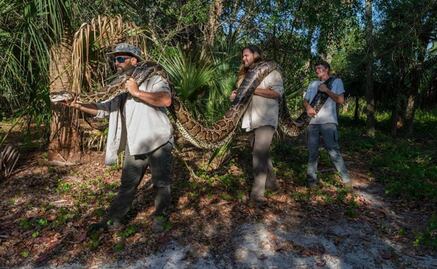 Biólogos capturan pitón de Birmania más pesado que se tenga hasta ahora en Florida