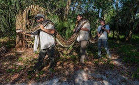 Cientos de cazadores inician captura de pitones en Florida; buscan frenar expansión de la especie invasora