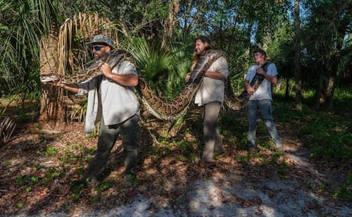 Cientos de cazadores inician captura de pitones en Florida; buscan frenar expansión de la especie invasora