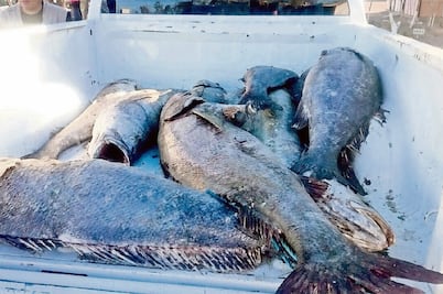 Destaca Profepa lucha contra el tráfico ilegal de totoaba