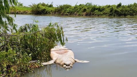 Exigen a titular de Semarnat indagar muerte de manatíes