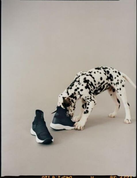 Perros y gatos son protagonistas en la nueva colección de Zara