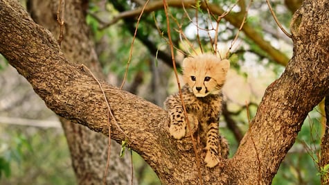 Héroes anónimos (y mal pagados) dejan ver su lucha en Born to be wild